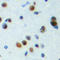 Nxf antibody, LS-C356222, Lifespan Biosciences, Immunohistochemistry paraffin image 