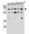 Potassium Voltage-Gated Channel Modifier Subfamily V Member 2 antibody, LS-C165452, Lifespan Biosciences, Western Blot image 