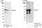 Zinc Finger C3HC-Type Containing 1 antibody, A302-942A, Bethyl Labs, Western Blot image 