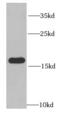 40S ribosomal protein S14 antibody, FNab07460, FineTest, Western Blot image 