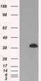 p42-MAPK antibody, TA500473, Origene, Western Blot image 