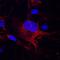 CD151 Molecule (Raph Blood Group) antibody, MAB4609, R&D Systems, Immunofluorescence image 
