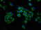 FIC Domain Containing antibody, LS-C673395, Lifespan Biosciences, Immunofluorescence image 