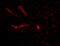 Syntaphilin antibody, 4635, ProSci Inc, Immunofluorescence image 