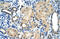 Aryl Hydrocarbon Receptor Interacting Protein antibody, 28-333, ProSci, Immunohistochemistry frozen image 