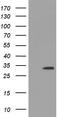 Uridine-Cytidine Kinase 1 antibody, CF501488, Origene, Western Blot image 