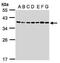 U2 Small Nuclear RNA Auxiliary Factor 1 antibody, PA5-28510, Invitrogen Antibodies, Western Blot image 