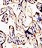 HERV-K_7p22.1 provirus ancestral Env polyprotein antibody, PA5-49515, Invitrogen Antibodies, Immunohistochemistry frozen image 