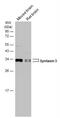 Syntaxin 3 antibody, NBP2-15131, Novus Biologicals, Western Blot image 