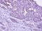 Dual Specificity Phosphatase 9 antibody, NBP1-31227, Novus Biologicals, Immunohistochemistry paraffin image 