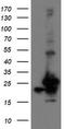 VHL Binding Protein 1 antibody, TA504903BM, Origene, Western Blot image 