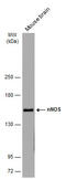NOS1 antibody, GTX634455, GeneTex, Western Blot image 