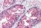 Valosin Containing Protein antibody, MBS245142, MyBioSource, Immunohistochemistry paraffin image 