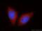 SIL1 Nucleotide Exchange Factor antibody, 24110-1-AP, Proteintech Group, Immunofluorescence image 