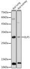ETS-related transcription factor Elf-5 antibody, GTX33178, GeneTex, Western Blot image 