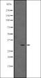 MAGE Family Member B5 antibody, orb335462, Biorbyt, Western Blot image 