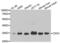 CD33 Molecule antibody, abx001676, Abbexa, Western Blot image 