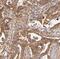 BLK Proto-Oncogene, Src Family Tyrosine Kinase antibody, FNab00906, FineTest, Immunohistochemistry frozen image 