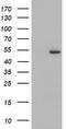 Protein ZNF365 antibody, TA800113, Origene, Western Blot image 