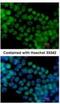 Spalt Like Transcription Factor 4 antibody, NBP1-32969, Novus Biologicals, Immunocytochemistry image 