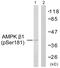 Protein Kinase AMP-Activated Non-Catalytic Subunit Beta 1 antibody, PA5-38109, Invitrogen Antibodies, Western Blot image 