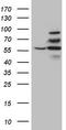 ATP-dependent zinc metalloprotease YME1L1 antibody, CF808146, Origene, Western Blot image 