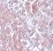 ELOVL Fatty Acid Elongase 7 antibody, PA5-20913, Invitrogen Antibodies, Immunohistochemistry frozen image 
