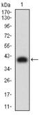 Killer cell immunoglobulin-like receptor 3DL1 antibody, NBP2-61687, Novus Biologicals, Western Blot image 