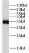Hydroxysteroid 17-Beta Dehydrogenase 11 antibody, FNab04024, FineTest, Western Blot image 