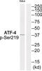 ATF4 antibody, 79-940, ProSci, Western Blot image 