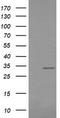 Retinoic Acid Receptor Responder 1 antibody, TA506089AM, Origene, Western Blot image 