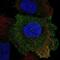 Placenta Associated 8 antibody, NBP2-58850, Novus Biologicals, Immunofluorescence image 