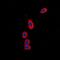Ribosomal Protein S6 Kinase C1 antibody, abx133574, Abbexa, Western Blot image 