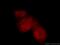DNA-directed RNA polymerases I, II, and III subunit RPABC2 antibody, 15334-1-AP, Proteintech Group, Immunofluorescence image 