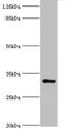 KIAA1191 antibody, orb351345, Biorbyt, Western Blot image 