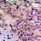 BCL2 Like 11 antibody, LS-C354571, Lifespan Biosciences, Immunohistochemistry frozen image 