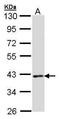 DNA Meiotic Recombinase 1 antibody, PA5-21283, Invitrogen Antibodies, Western Blot image 