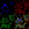 Solute Carrier Family 38 Member 1 antibody, SMC-401D-A680, StressMarq, Immunofluorescence image 