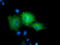 Rho GTPase Activating Protein 25 antibody, TA501747, Origene, Immunofluorescence image 