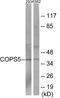 COP9 Signalosome Subunit 5 antibody, EKC1891, Boster Biological Technology, Western Blot image 