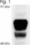 Glucocorticoid Receptor beta antibody, ALX-210-154-R050, Enzo Life Sciences, Western Blot image 