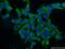 Eukaryotic Translation Initiation Factor 3 Subunit A antibody, 26178-1-AP, Proteintech Group, Immunofluorescence image 