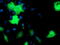Epsin 2 antibody, M08001, Boster Biological Technology, Immunofluorescence image 