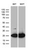 Phosphoglycerate Mutase Family Member 4 antibody, MA5-27361, Invitrogen Antibodies, Western Blot image 