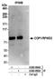 COP1 E3 Ubiquitin Ligase antibody, A300-895A, Bethyl Labs, Immunoprecipitation image 