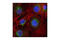 Early Endosome Antigen 1 antibody, 2411S, Cell Signaling Technology, Immunofluorescence image 