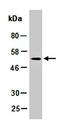 Fc-gamma RIII antibody, orb67208, Biorbyt, Western Blot image 