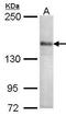 Calcium Voltage-Gated Channel Subunit Alpha1 S antibody, PA5-21464, Invitrogen Antibodies, Western Blot image 