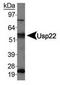 Ubiquitin carboxyl-terminal hydrolase 22 antibody, TA309926, Origene, Western Blot image 