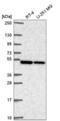 CCR4-NOT Transcription Complex Subunit 11 antibody, NBP2-55823, Novus Biologicals, Western Blot image 